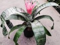美叶光萼荷怎么催花（美叶光萼荷怎么养）