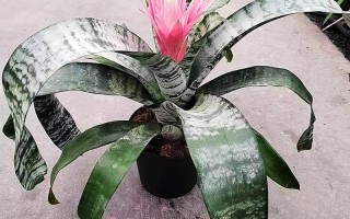 美叶光萼荷怎么催花（美叶光萼荷怎么养）