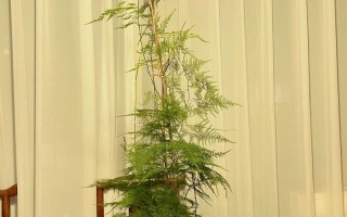 文竹土养好还是水养好（文竹适合土养还是水养）