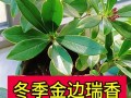 金边瑞香冬季怎么养（金边瑞香冬季的养护）