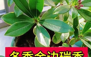 金边瑞香冬季怎么养（金边瑞香冬季的养护）