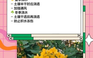 黄花槐家里怎么养（黄花槐的花可以食用吗）
