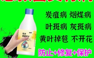 富贵竹的水发臭怎么办（富贵竹的水臭了是什么原因）
