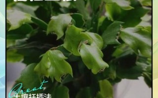 蟹爪兰什么时候扦插好（蟹爪兰什么时候插栽）