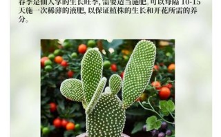仙人掌怎么养（仙人掌怎么养活而且长得又好）