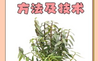 铁皮石斛种植技术（铁皮石斛种植技术和管理）