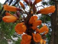 如何使火烧花在元旦开花（火烧花怎么做好吃）