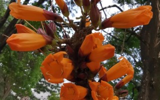 如何使火烧花在元旦开花（火烧花怎么做好吃）