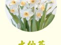 怎么样让水仙花叶子打卷（水仙花叶子太长倒下了怎么剪）