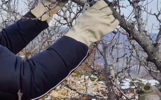 小花椒树怎样修剪（花椒树怎样修剪视频）