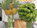 菠萝花怎么养（菠萝花怎么养在水里）