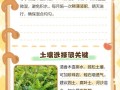 清香木冬天怎么养（清香木怎么过冬天）