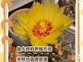 子孙球怎么爆盆（子孙球种子种植方法）