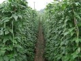 大棚植物生长与温度的关系（大棚植物生长与温度的关系是）