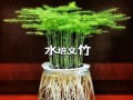 水培文竹怎么养（水培文竹怎么养活）