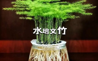 水培文竹怎么养（水培文竹怎么养活）