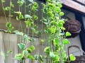 花叶蔓长春可以水培吗（花叶蔓长春可以水培吗图片）