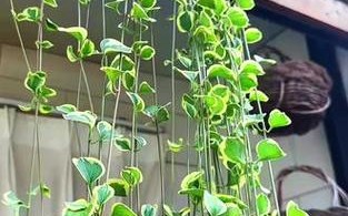 花叶蔓长春可以水培吗（花叶蔓长春可以水培吗图片）