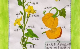 捕虫植物百科知识大全（捕虫植物有哪些?）
