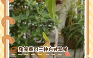猪笼草种子怎么种（猪笼草种子怎么种出来怎么长大怎么变成小瓶子）
