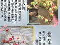 红化妆多肉怎么养（红化妆多肉徒长图片）