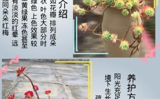红化妆多肉怎么养（红化妆多肉徒长图片）