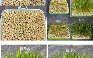 水养大蒜要每天换水吗（水养大蒜要每天换水吗为什么）