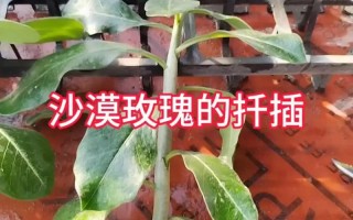 沙漠玫瑰的繁殖方法（沙漠玫瑰的繁殖方法是什么?）