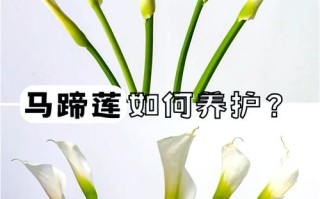 马蹄莲秋天怎么养（马蹄莲秋天怎么养护和浇水）