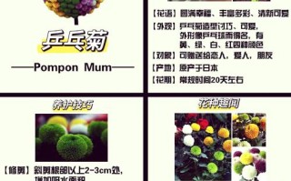 乒乓菊怎么养（乒乓菊怎么养护）