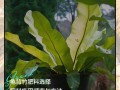 龟背竹施什么肥比较好（龟背竹要施什么肥料）
