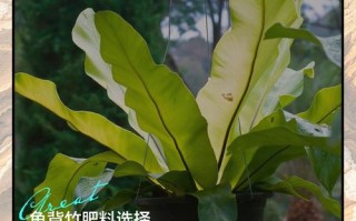 龟背竹施什么肥比较好（龟背竹要施什么肥料）