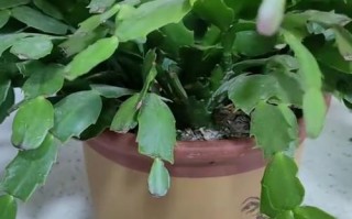 长寿蟹爪兰这么浇水（长寿蟹爪兰的栽培）