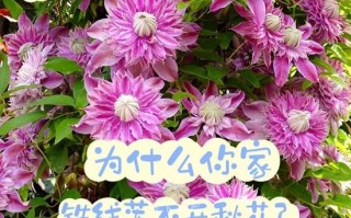 铁线莲不开花怎么办（铁线莲为啥不开花）