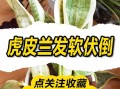 虎皮兰叶尖干枯怎么办（虎皮兰叶尖干枯怎么办小妙招）