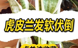 虎皮兰叶尖干枯怎么办（虎皮兰叶尖干枯怎么办小妙招）