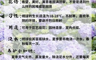绣球花的养殖方法（绣球花的养殖方法和注意事项）