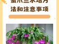 蟹爪兰的养殖方法和注意事项（仙人掌蟹爪兰的养殖方法和注意事项）
