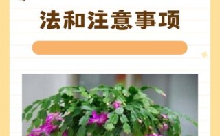蟹爪兰的养殖方法和注意事项（仙人掌蟹爪兰的养殖方法和注意事项）