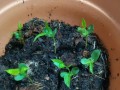 苹果种子怎么种（苹果种子怎么种植方法如下）