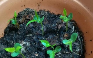 苹果种子怎么种（苹果种子怎么种植方法如下）
