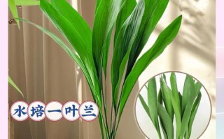 一叶兰怎么繁殖（一叶兰繁殖方式）