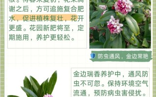 冬季盆栽瑞香花怎么养（瑞香冬季开花期怎么养）