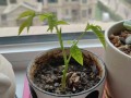桃核怎么种才能发芽（桃核怎么种才能发芽长出苗）