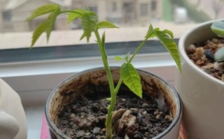桃核怎么种才能发芽（桃核怎么种才能发芽长出苗）