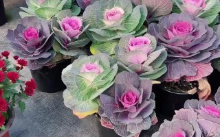 羽叶甘蓝如何播种（羽衣甘蓝种子怎样催芽）