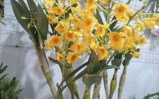 鼓槌石斛的繁殖方式（鼓槌石斛如何扦插才繁殖的好）