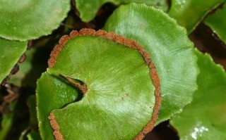 荷叶铁线蕨是什么植物（荷叶铁线蕨的图片）