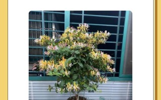 金银花怎么养（金银花怎么养家庭养法）