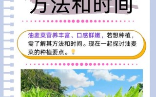 油麦菜怎么种（油麦菜怎么种植视频教程）